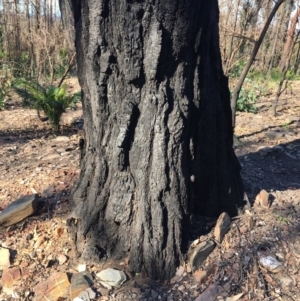 Native tree with hollow(s) at Mogo, NSW - 31 May 2020