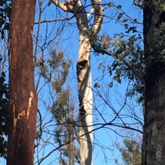 Native tree with hollow(s) (Native tree with hollow(s)) at Mogo State Forest - 31 May 2020 by nickhopkins