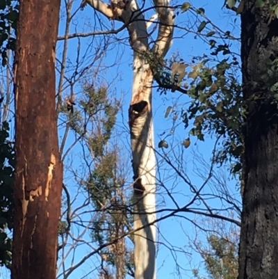 Native tree with hollow(s) (Native tree with hollow(s)) at Mogo, NSW - 31 May 2020 by nickhopkins