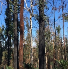 Native tree with hollow(s) at Mogo, NSW - 31 May 2020