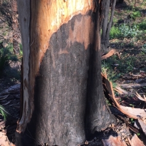 Native tree with hollow(s) at Mogo, NSW - 31 May 2020