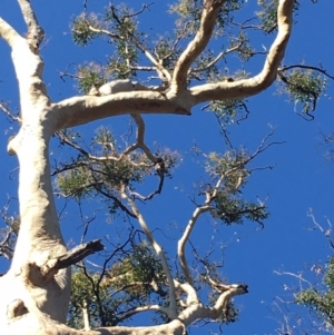 Native tree with hollow(s) at Mogo, NSW - 31 May 2020