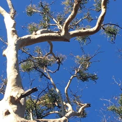 Native tree with hollow(s) (Native tree with hollow(s)) at Mogo State Forest - 31 May 2020 by nickhopkins