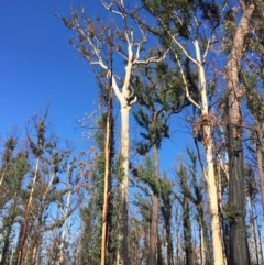 Native tree with hollow(s) at Mogo, NSW - 31 May 2020