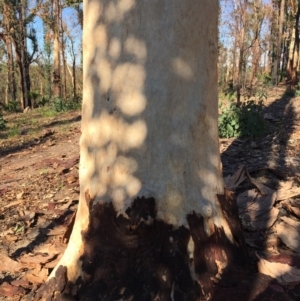 Native tree with hollow(s) at Mogo, NSW - 31 May 2020 10:47 AM