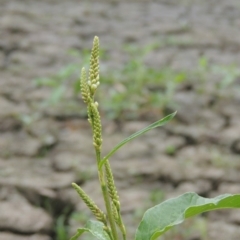 Persicaria lapathifolia at Gordon, ACT - 2 Feb 2020