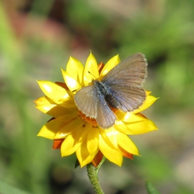 Zizina otis (Common Grass-Blue) at Sherwood Forest - 10 May 2020 by Sarah2019