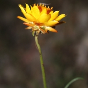 Xerochrysum viscosum at Hackett, ACT - 22 May 2020 06:19 PM