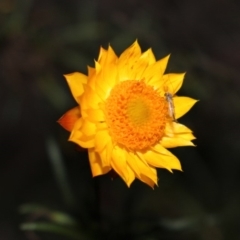 Xerochrysum viscosum at Hackett, ACT - 22 May 2020 06:19 PM