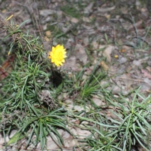 Xerochrysum viscosum at Hackett, ACT - 22 May 2020 06:19 PM