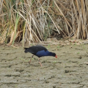 Porphyrio melanotus at Gordon, ACT - 2 Feb 2020