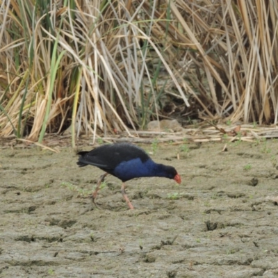Porphyrio melanotus (Australasian Swamphen) at Gordon, ACT - 2 Feb 2020 by MichaelBedingfield