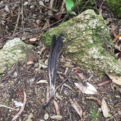 Unverified Magpie or larger at Tidbinbilla Nature Reserve - 31 May 2020 by Tammy