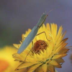 Orthodera ministralis (Green Mantid) at ANBG - 28 May 2020 by AlisonMilton