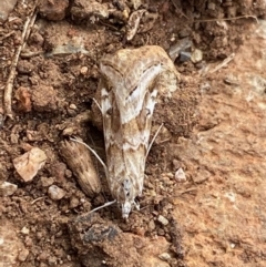 Hellula hydralis (Cabbage Centre Moth) at Hughes Grassy Woodland - 25 May 2020 by LisaH