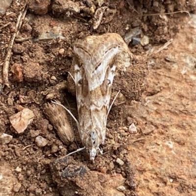 Hellula hydralis (Cabbage Centre Moth) at Red Hill to Yarralumla Creek - 25 May 2020 by LisaH