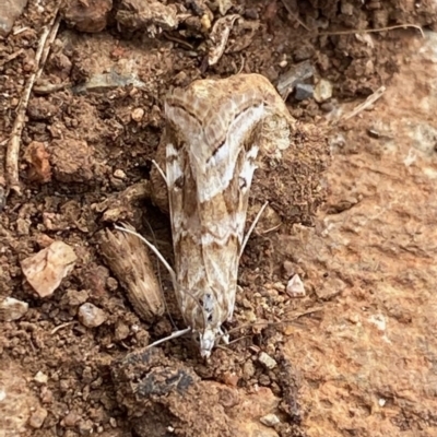 Hellula hydralis (Cabbage Centre Moth) at Hughes, ACT - 25 May 2020 by LisaH