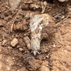 Hellula hydralis at Hughes, ACT - 25 May 2020 01:39 PM