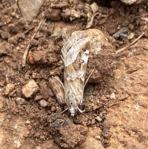 Hellula hydralis at Hughes, ACT - 25 May 2020