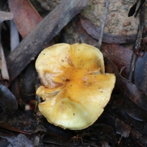 Cortinarius sp. at Mongarlowe, NSW - 31 May 2020