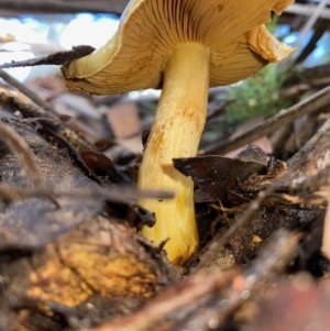 Cortinarius sp. at Mongarlowe, NSW - 31 May 2020