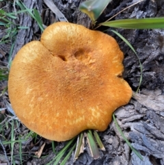 Gymnopilus junonius (Spectacular Rustgill) at Mongarlowe River - 31 May 2020 by LisaH