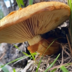 Gymnopilus junonius at Mongarlowe, NSW - 31 May 2020