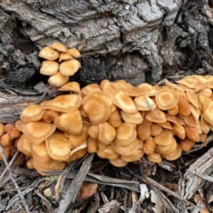 Collybia s.l. at Mongarlowe, NSW - 31 May 2020