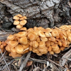 Collybia s.l. at suppressed - 31 May 2020