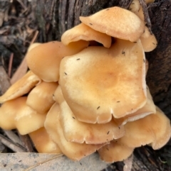 Collybia s.l. at Mongarlowe, NSW - 31 May 2020