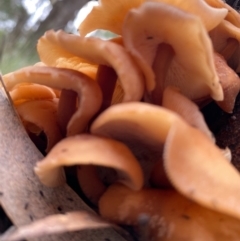 Collybia s.l. at Mongarlowe, NSW - 31 May 2020