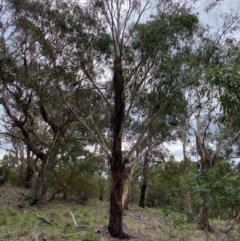 Collybia s.l. at Mongarlowe, NSW - 31 May 2020 01:30 PM