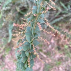Acacia pravissima (Wedge-leaved Wattle, Ovens Wattle) at Mongarlowe River - 31 May 2020 by LisaH