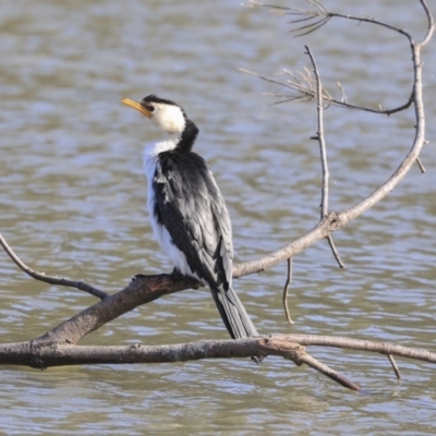 Microcarbo melanoleucos (Little Pied Cormorant) at Giralang, ACT - 25 May 2020 by AlisonMilton