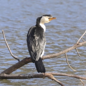 Microcarbo melanoleucos at Giralang, ACT - 25 May 2020