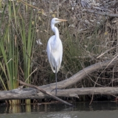 Ardea alba (Great Egret) at Giralang, ACT - 25 May 2020 by AlisonMilton