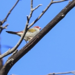 Neochmia temporalis (Red-browed Finch) at Belconnen, ACT - 25 May 2020 by AlisonMilton