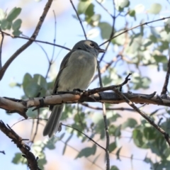 Pachycephala pectoralis (Golden Whistler) at Giralang, ACT - 25 May 2020 by Alison Milton