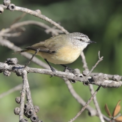 Acanthiza chrysorrhoa (Yellow-rumped Thornbill) at Giralang, ACT - 25 May 2020 by Alison Milton