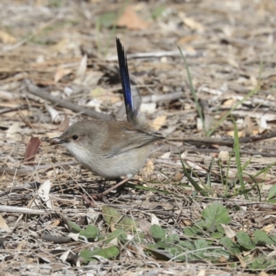 Malurus cyaneus (Superb Fairywren) at Giralang, ACT - 25 May 2020 by AlisonMilton