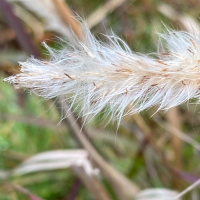 Imperata cylindrica (Blady Grass) at Mongarlowe, NSW - 31 May 2020 by LisaH