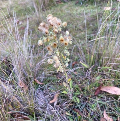 Erigeron sp. (Fleabanes) at Mongarlowe River - 31 May 2020 by LisaH