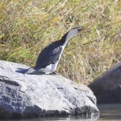 Microcarbo melanoleucos (Little Pied Cormorant) at Belconnen, ACT - 25 May 2020 by AlisonMilton