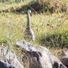 Egretta novaehollandiae (White-faced Heron) at Lake Ginninderra - 25 May 2020 by Alison Milton