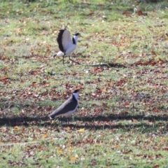 Vanellus miles (Masked Lapwing) at Lake Ginninderra - 25 May 2020 by Alison Milton