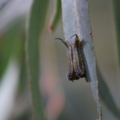 Lophyrotoma sp. (genus) (Sawfly) at QPRC LGA - 31 May 2020 by LisaH