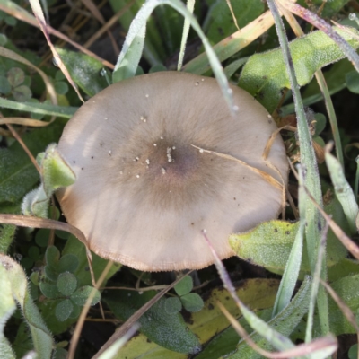 Pluteus cervinus (Pluteus cervinus) at Stony Creek - 30 May 2020 by CedricBear