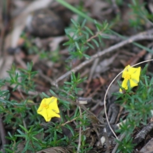 Hibbertia sp. at Mongarlowe, NSW - 31 May 2020