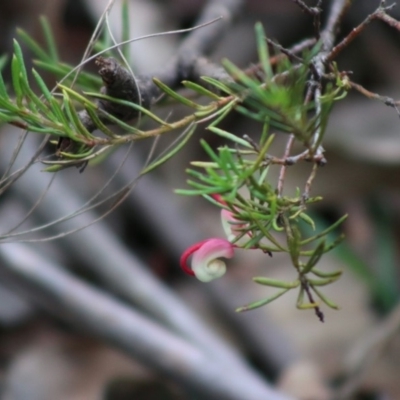 Grevillea sp. (Grevillea) at Mongarlowe River - 31 May 2020 by LisaH