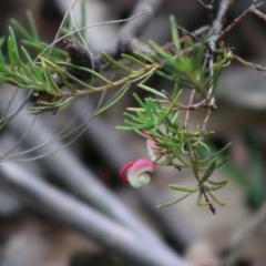 Grevillea sp. (Grevillea) at Mongarlowe, NSW - 31 May 2020 by LisaH